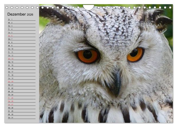 Produktbild: Eulen. W&auml;chter der Nacht (Wandkalender 2026 DIN A4 quer), CALVENDO Monatskalender
