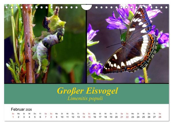 Produktbild: Zwei Leben, Raupe und Schmetterling (Wandkalender 2026 DIN A4 quer), CALVENDO Monatskalender