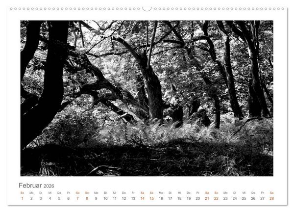 Produktbild: Quo Vadis? W&auml;lder und Wege in der R&ouml;hn, L&uuml;neburger Heide und der Mecklenburgischen Seenplatte (Wandkalender 2026 DIN A2 quer), CALVENDO Monatskalender