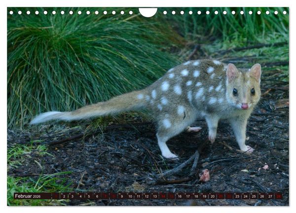 Produktbild: Traumpfade Australien (Wandkalender 2026 DIN A4 quer), CALVENDO Monatskalender