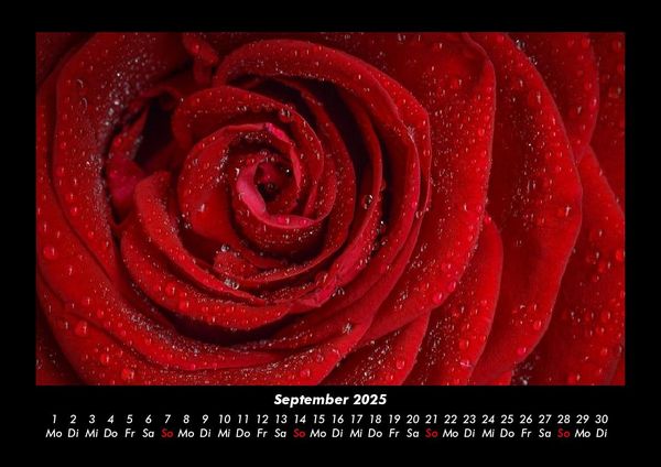 Produktbild: Strahlend sch&ouml;ne Rosen 2025 Fotokalender DIN A3