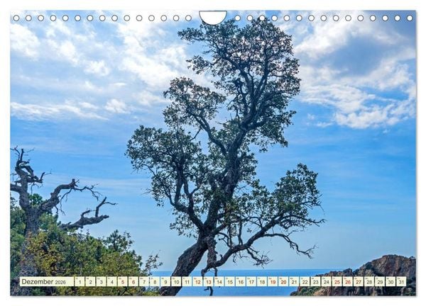 Produktbild: Mediterrane Flora - Pflanzen des S&uuml;dens (Wandkalender 2026 DIN A4 quer), CALVENDO Monatskalender
