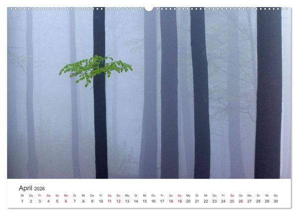 Produktbild: Im Deutschen Wald (Wandkalender 2026 DIN A2 quer), CALVENDO Monatskalender