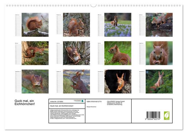 Produktbild: Guck mal, ein Eichh&ouml;rnchen! (hochwertiger Premium Wandkalender 2026 DIN A2 quer), Kunstdruck in Hochglanz