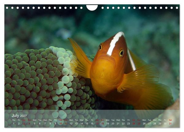 Produktbild: Anemonefish - always busy - always on the move (Wall Calendar 2027 DIN A4 landscape), CALVENDO 12 Month Wall Calendar