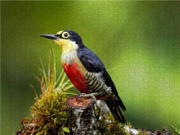 Produktbild: CALVENDO Puzzle Goldmaskenspecht (Melanerpes flavifrons) | 1000 Teile Lege-Gr&ouml;&szlig;e 64x48cm Foto-Puzzle f&uuml;r gl&uuml;ckliche Stunden