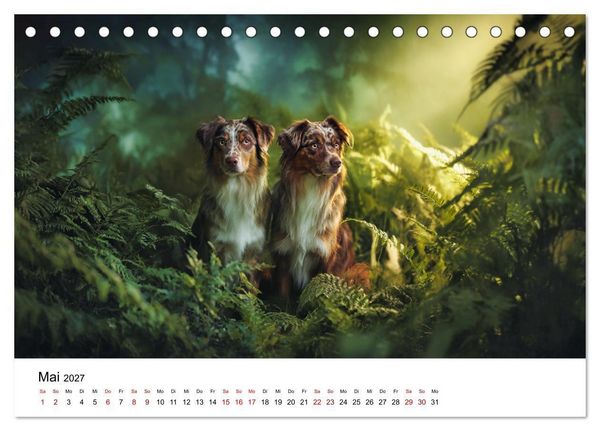 Produktbild: Born to run - Ein Jahr mit Australian Shepherds (Tischkalender 2027 DIN A5 quer), CALVENDO Monatskalender