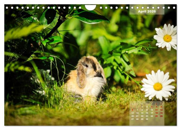 Produktbild: Kaninchen klein und putzig (Wandkalender 2026 DIN A4 quer), CALVENDO Monatskalender