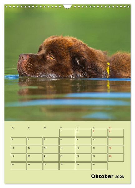 Produktbild: B&auml;rige Freunde - Familienplaner Brauner Neufundl&auml;nder (Wandkalender 2026 DIN A3 hoch), CALVENDO Monatskalender