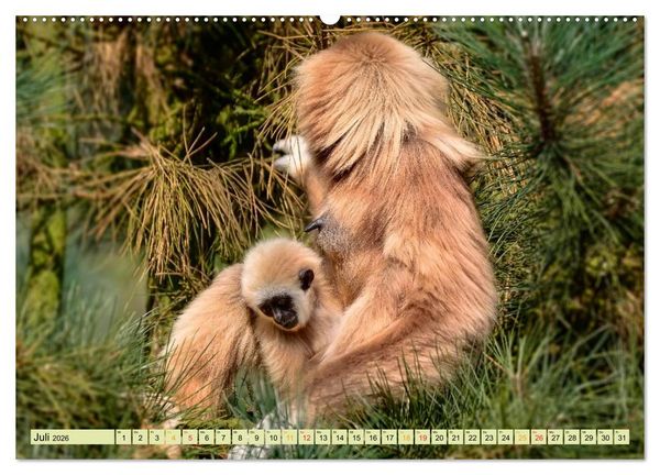 Produktbild: Affen - Affenkinder (hochwertiger Premium Wandkalender 2026 DIN A2 quer), Kunstdruck in Hochglanz