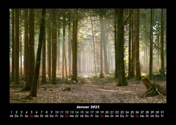 Produktbild: B&auml;ume 2025 Fotokalender DIN A3