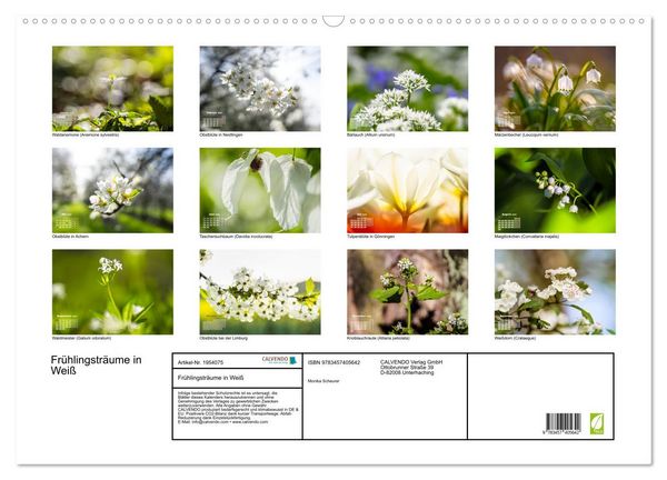 Produktbild: Fr&uuml;hlingstr&auml;ume in Wei&szlig; (Wandkalender 2026 DIN A2 quer), CALVENDO Monatskalender