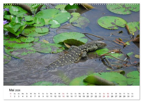Produktbild: Faszination - Echsen (Wandkalender 2026 DIN A2 quer), CALVENDO Monatskalender