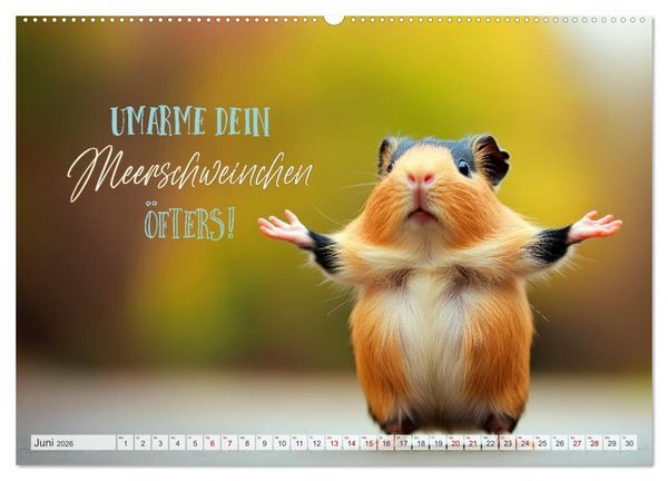 Produktbild: Meerschweinchen LUSTIG DURCHS JAHR (hochwertiger Premium Wandkalender 2026 DIN A2 quer), Kunstdruck in Hochglanz