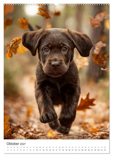 Produktbild: Mein Jahr mit Labradoren (Wandkalender 2027 DIN A2 hoch), CALVENDO Monatskalender