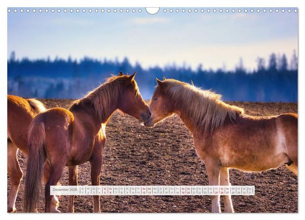Produktbild: Haflinger im Th&uuml;ringer Wald (Wandkalender 2026 DIN A3 quer), CALVENDO Monatskalender