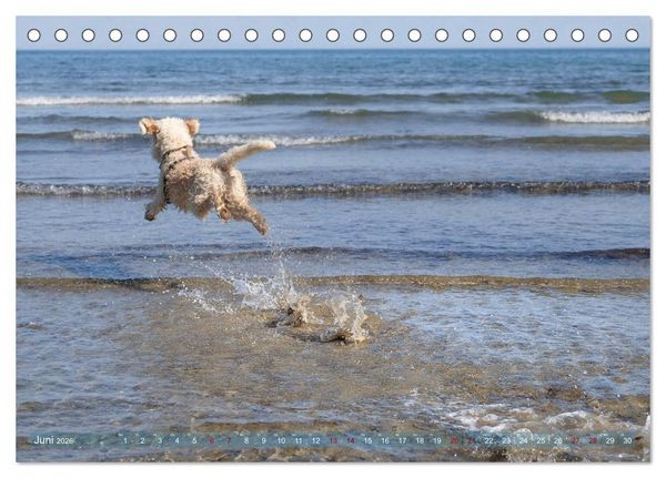 Produktbild: Lagotto Romagnolo - Wasserspiele (Tischkalender 2026 DIN A5 quer), CALVENDO Monatskalender