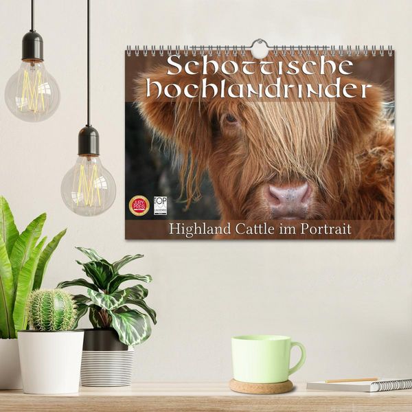 Produktbild: Schottische Hochlandrinder - Highland Cattle im Portrait (Wandkalender 2026 DIN A4 quer), CALVENDO Monatskalender