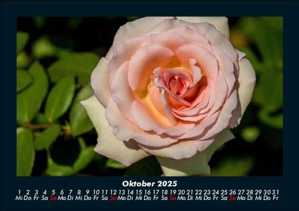 Produktbild: Rosentraum 2025 Fotokalender DIN A5