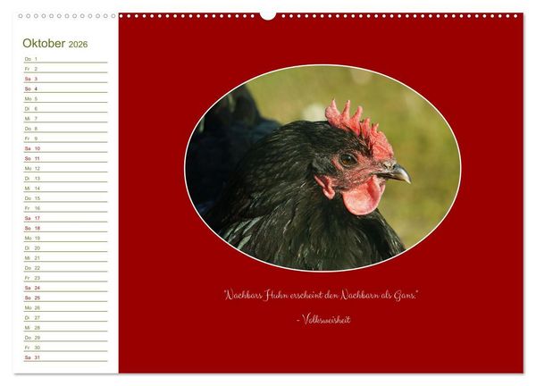 Produktbild: Freilaufende H&uuml;hner (hochwertiger Premium Wandkalender 2026 DIN A2 quer), Kunstdruck in Hochglanz