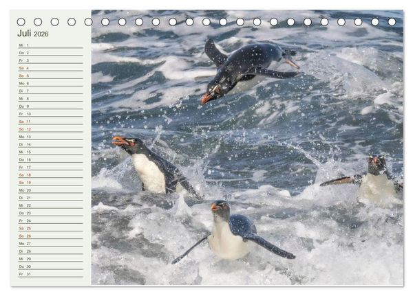Produktbild: Unter Pinguinen (Tischkalender 2026 DIN A5 quer), CALVENDO Monatskalender