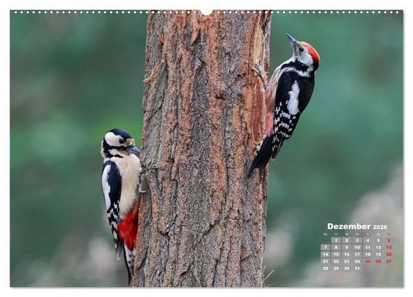Produktbild: Echte Spechte (hochwertiger Premium Wandkalender 2026 DIN A2 quer), Kunstdruck in Hochglanz