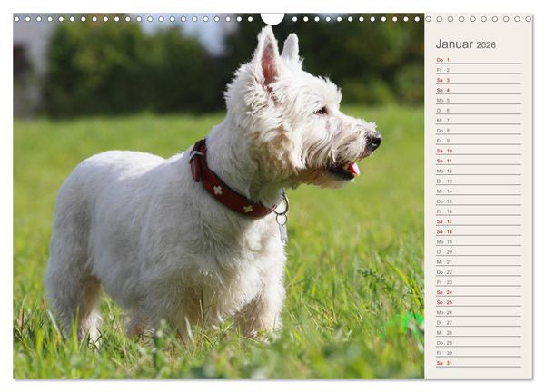 Produktbild: West Highland White Terrier - Selbstbewustes Powerpaket - der Westie (Wandkalender 2026 DIN A3 quer), CALVENDO Monatskalender