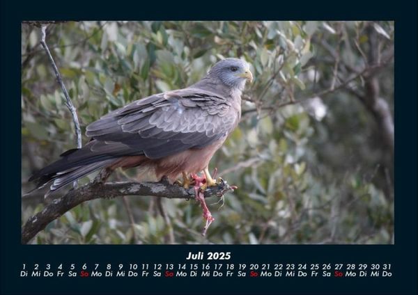 Produktbild: Vogelparadies 2025 Fotokalender DIN A4