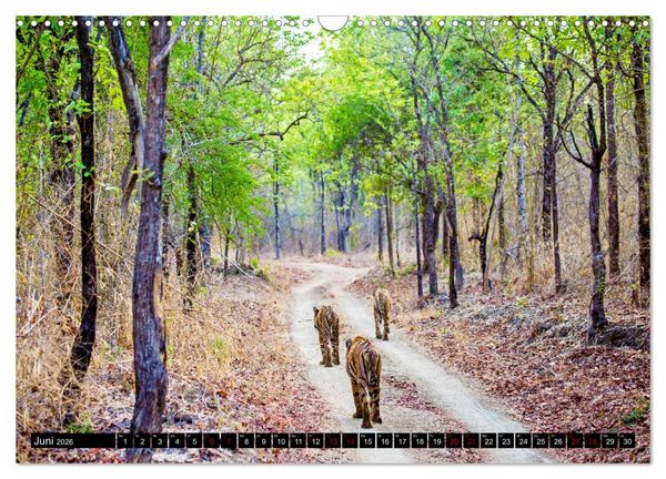 Produktbild: Indien - Im Reich des Tigers (Wandkalender 2026 DIN A3 quer), CALVENDO Monatskalender