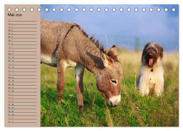 Produktbild: Das Esel-Paradies - Hunde und andere Feunde (Tischkalender 2026 DIN A5 quer), CALVENDO Monatskalender