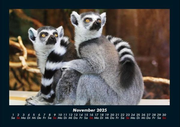 Produktbild: Welt der Tiere 2025 Fotokalender DIN A4