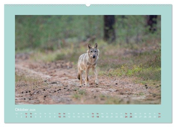 Produktbild: W&ouml;lfe, Impressionen aus der Lausitz (Wandkalender 2026 DIN A2 quer), CALVENDO Monatskalender