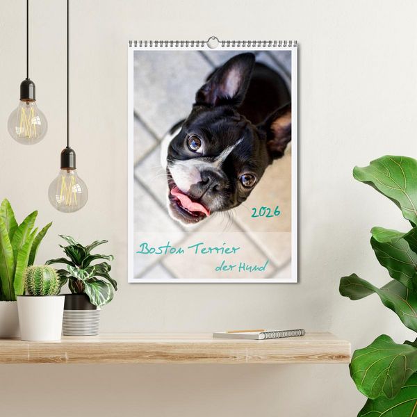 Produktbild: Boston Terrier der Hund 2026 (Wandkalender 2026 DIN A3 hoch), CALVENDO Monatskalender