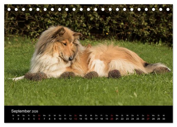 Produktbild: Ziva und ihre Freunde (Tischkalender 2026 DIN A5 quer), CALVENDO Monatskalender