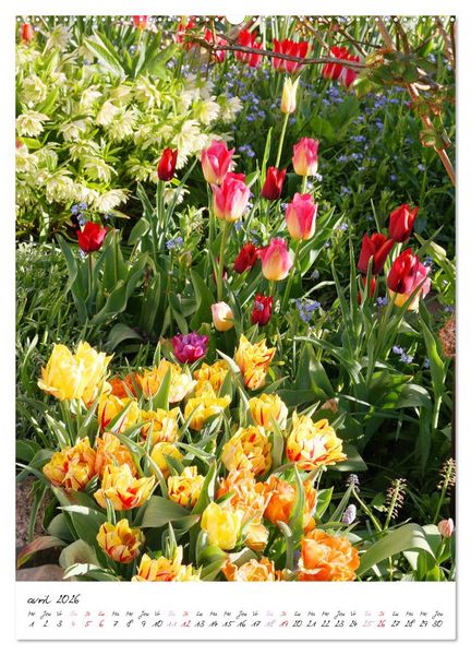 Produktbild: Heureux au jardin (Calendrier mural 2026 DIN A2 horizontal), CALVENDO calendrier mensuel