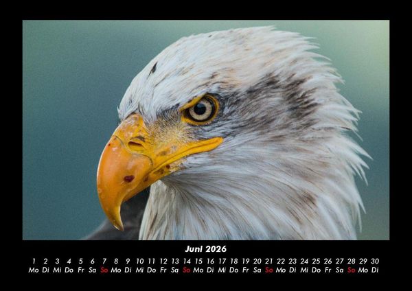 Produktbild: Tierkalender 2026 Fotokalender DIN A3