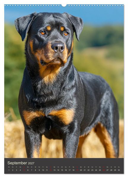 Produktbild: Rottweiler. Kraft, Herz und Treue (hochwertiger Premium Wandkalender 2027 DIN A2 hoch), Kunstdruck in Hochglanz