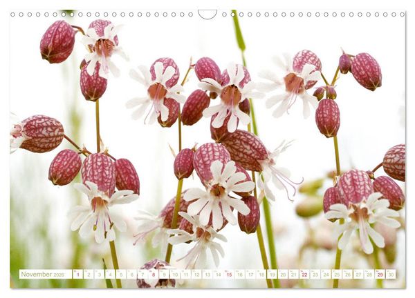 Produktbild: Wundersch&ouml;ne Wildblumen (Wandkalender 2026 DIN A3 quer), CALVENDO Monatskalender