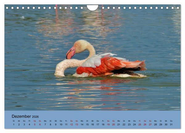 Produktbild: Flamingo und Co - Faszinierende Vogelwelt S&uuml;dfrankreichs (Wandkalender 2026 DIN A4 quer), CALVENDO Monatskalender
