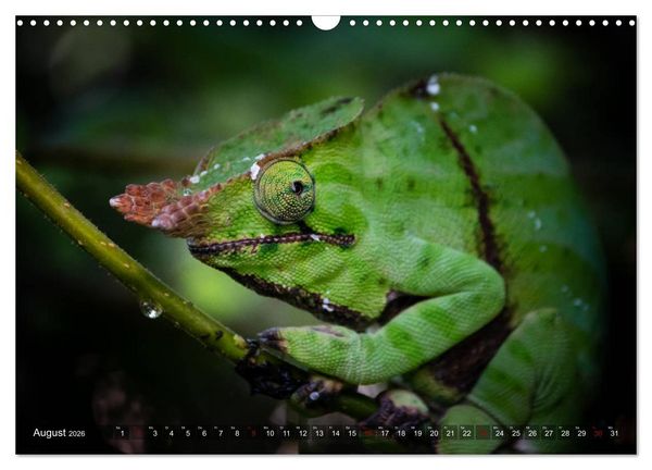Produktbild: Madagaskar - Impressionen von Rolf Dietz (Wandkalender 2026 DIN A3 quer), CALVENDO Monatskalender