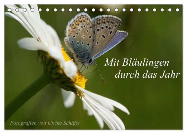 Produktbild: Mit Bl&auml;ulingen durch das Jahr (Tischkalender 2027 DIN A5 quer), CALVENDO Monatskalender
