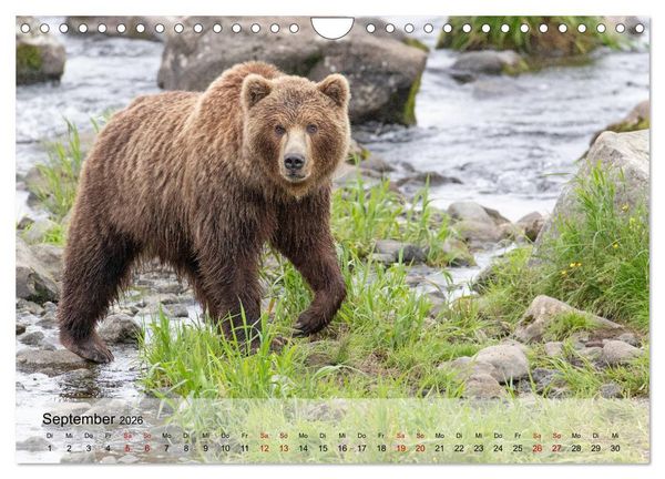 Produktbild: Aug in Aug mit den Braunb&auml;ren in Kamtschatka (Wandkalender 2026 DIN A4 quer), CALVENDO Monatskalender
