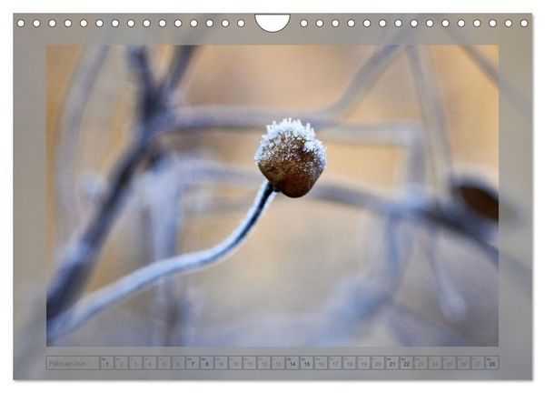 Produktbild: Verbl&uuml;hte Sch&ouml;nheiten (Wandkalender 2026 DIN A4 quer), CALVENDO Monatskalender