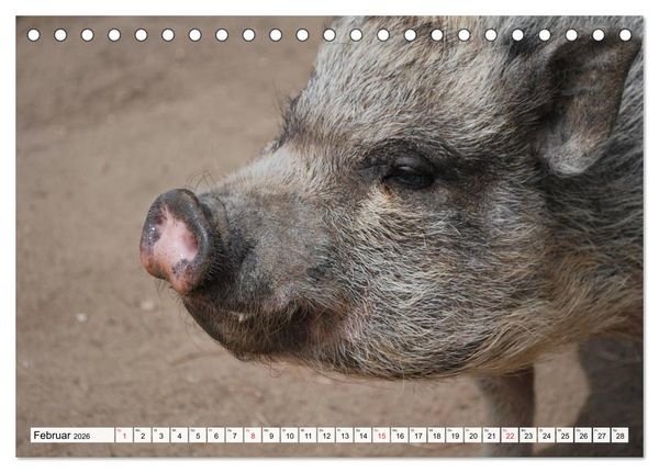 Produktbild: Von S&auml;uen die Schwein haben! (Tischkalender 2026 DIN A5 quer), CALVENDO Monatskalender