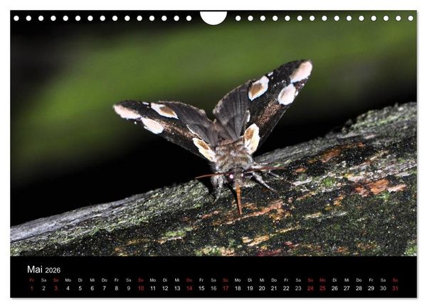 Produktbild: Nachtfalter - Unbekannte Sch&ouml;nheiten (Wandkalender 2026 DIN A4 quer), CALVENDO Monatskalender