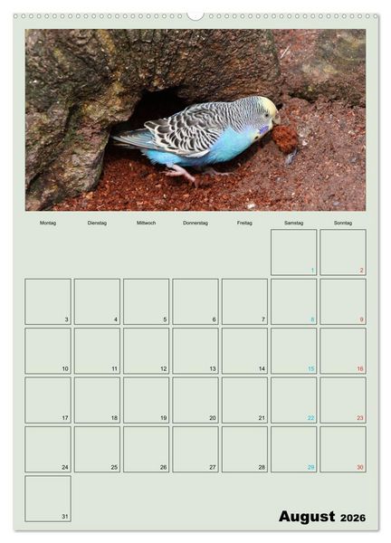 Produktbild: Wellensittiche Terminplaner (Wandkalender 2026 DIN A2 hoch), CALVENDO Monatskalender