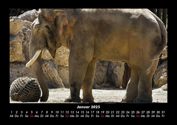 Produktbild: Elefanten - Die sanften Riesen Afrikas 2025 Fotokalender DIN A3