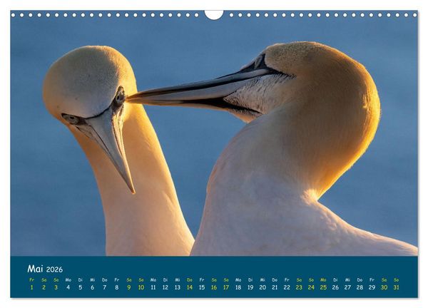 Produktbild: Helgol&auml;nder Basst&ouml;lpel 2026 (Wandkalender 2026 DIN A3 quer), CALVENDO Monatskalender