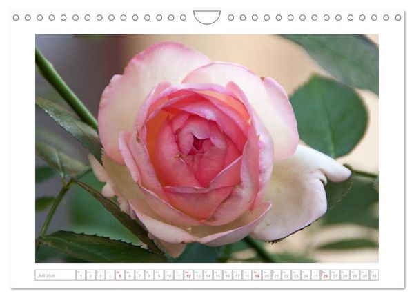 Produktbild: Rosen Schleswig-Holsteins (Wandkalender 2026 DIN A4 quer), CALVENDO Monatskalender
