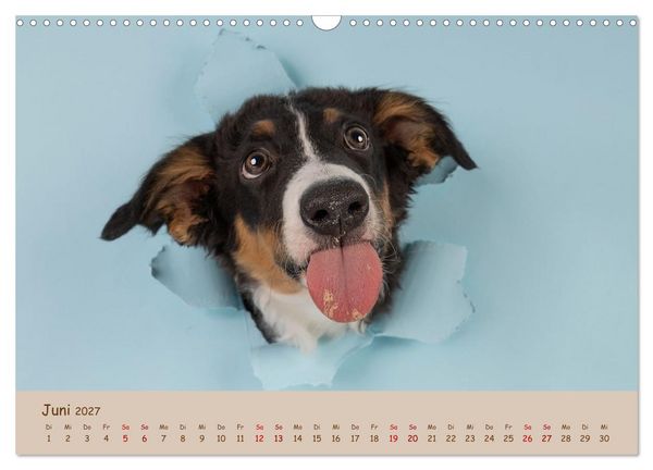 Produktbild: Achtung die Welpen kommen. (Wandkalender 2027 DIN A3 quer), CALVENDO Monatskalender